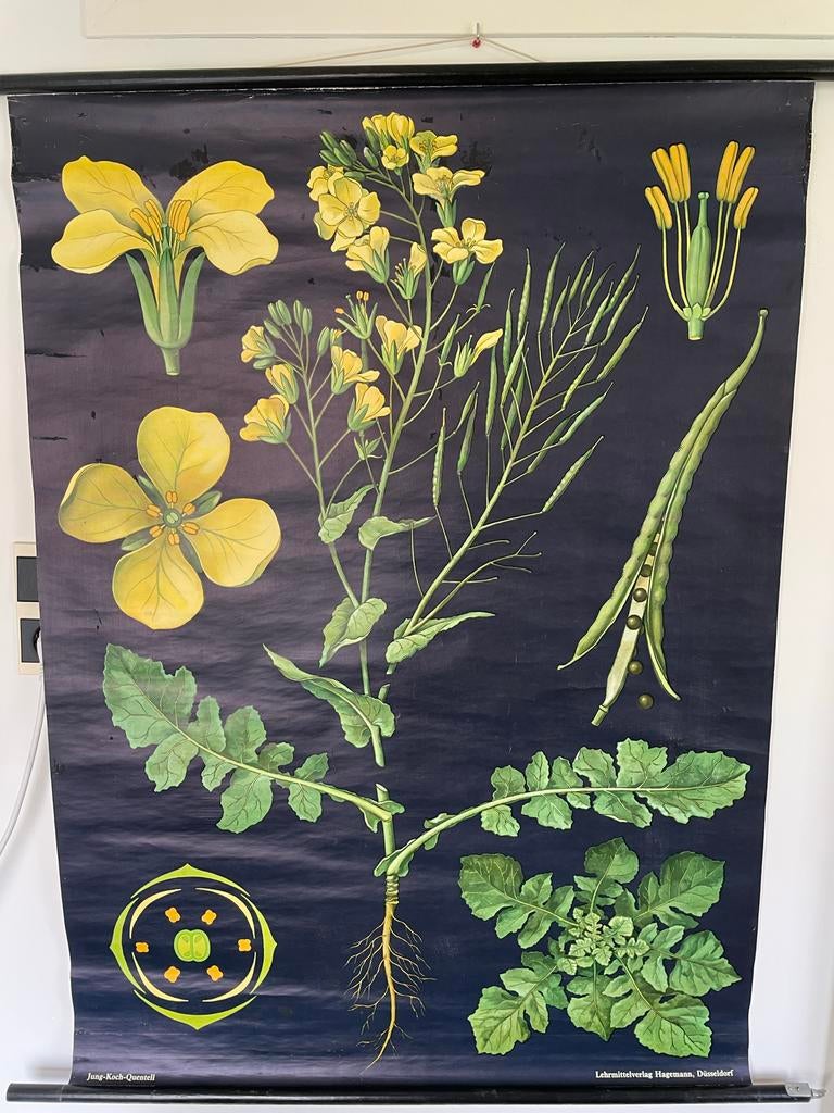 Schoolplaat Koolzaad - Jung Koch Quentell, Ophalen of Verzenden, Natuur en Biologie