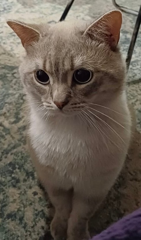 Britse Korthaar kater Jackie 🐈, Kater, Kortharig, 3 tot 5 jaar