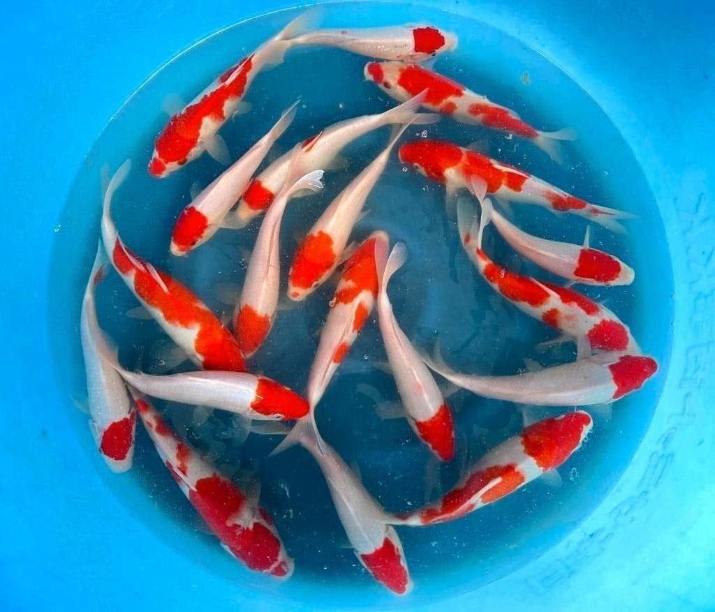 Grote keus Japankoi 10 tot 55 cm groot,bekende kwekers, Dieren en Toebehoren, Vissen | Vijvervissen, Karper of Koi