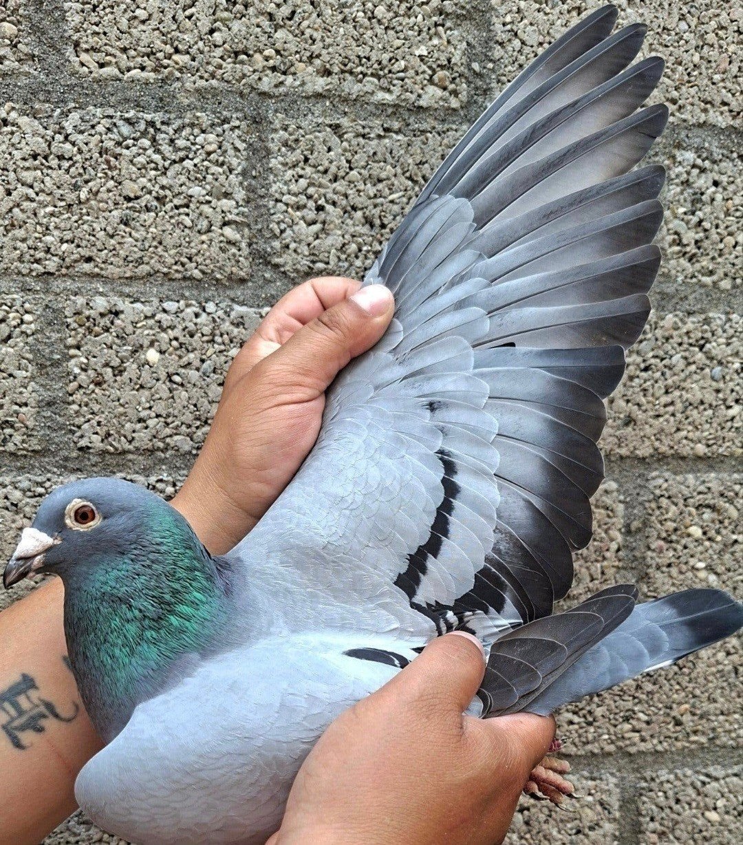 postduif Direct Wandela Wiersma., Dieren en Toebehoren, Vogels | Duiven, Mannelijk, Postduif