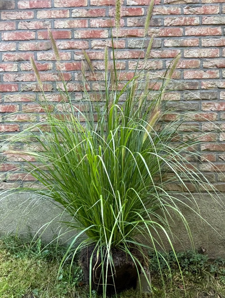 XXL Pennisetum alop. Hameln - extra grote planten, Volle zon, Vaste plant, Zomer, Ophalen