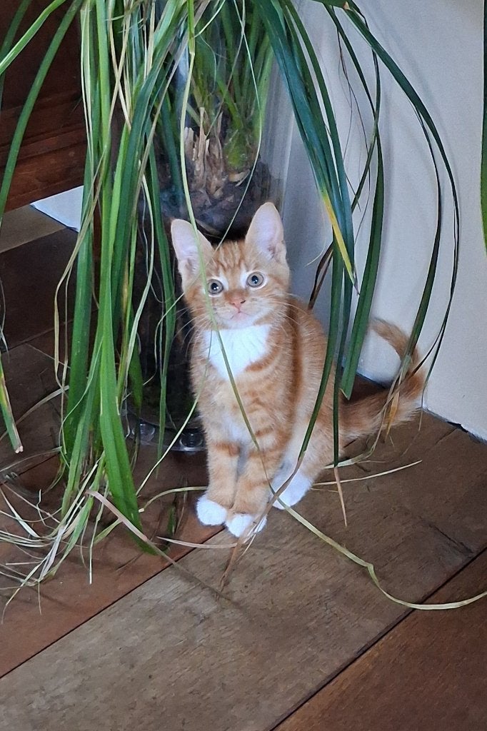 Jonge kittens, Dieren en Toebehoren, Katten en Kittens | Raskatten | Korthaar, Meerdere dieren, 0 tot 2 jaar, Ontwormd