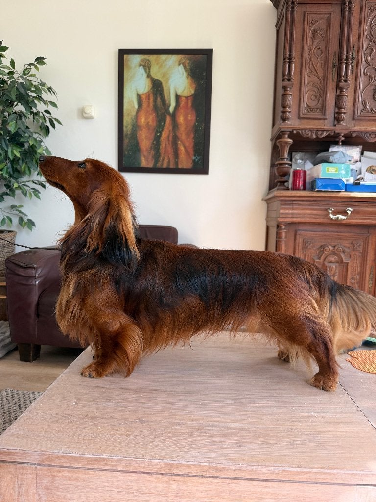 Langharige standaard Teckel dekreu dekking, Reu, 1 tot 2 jaar, Parvo, Eén hond