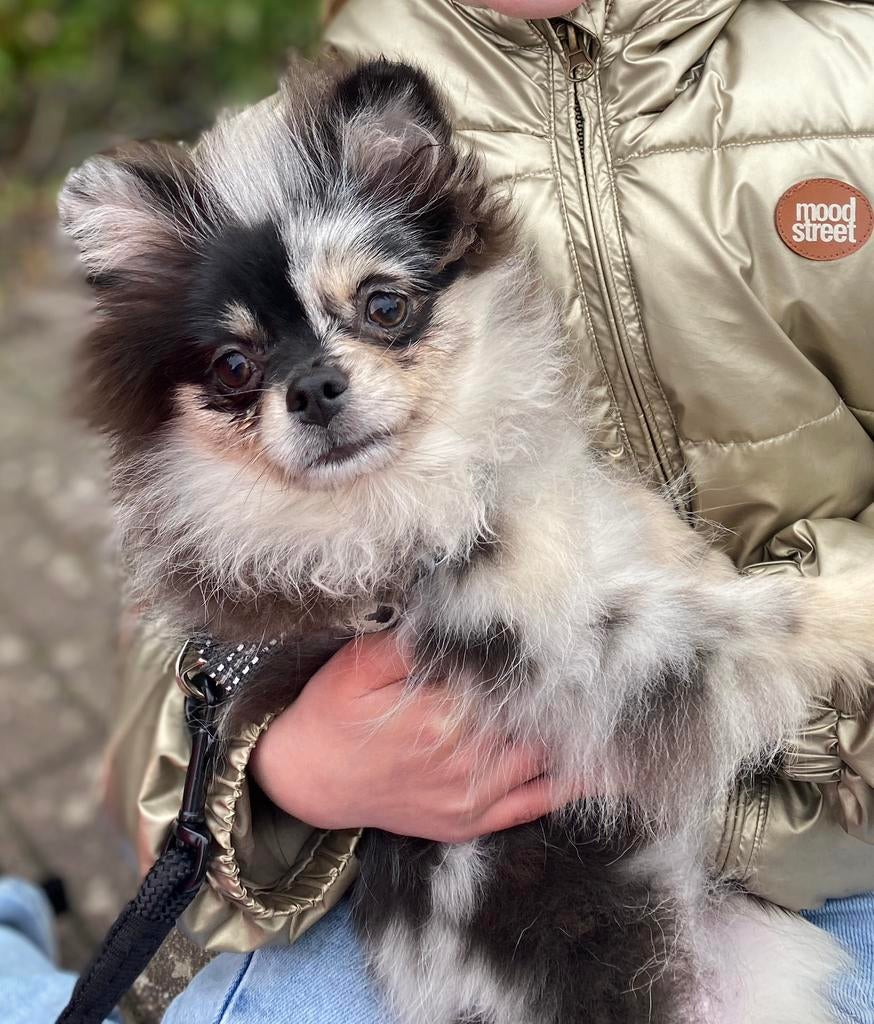 Pomeriaan bearface pup 5 maanden, Particulier, 15 weken tot 1 jaar, Overige rassen, Buitenland