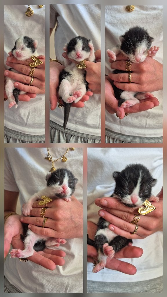 Kittens 4 poesjes en 1 katertje nog 2 beschikbaar., Meerdere dieren, Ontwormd, 0 tot 2 jaar