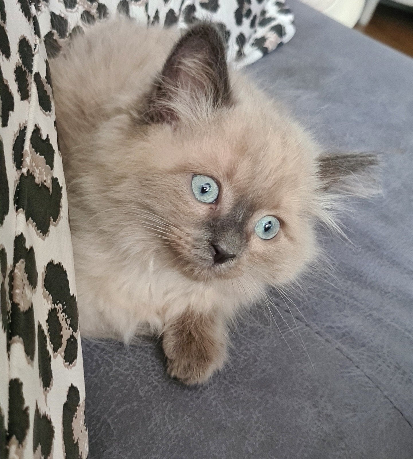Prachtig grijs poesje kruising Neva Masquerade, Poes, Ontwormd, 0 tot 2 jaar