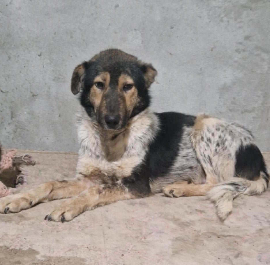 Knappe, nog wat onzekere Pavly ter adoptie!, Dieren en Toebehoren, Honden | Niet-rashonden, Particulier, Reu, Buitenland, Parvo