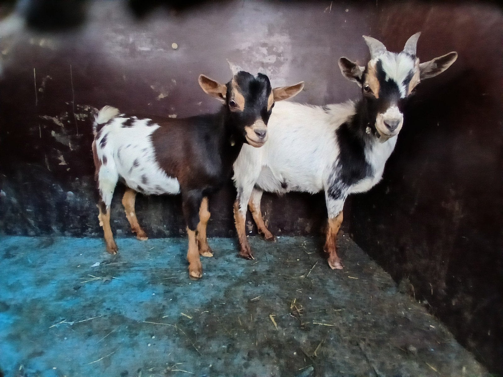 dwergbokjes, dekbokjes., Dieren en Toebehoren, Schapen, Geiten en Varkens, Mannelijk, Geit, 0 tot 2 jaar