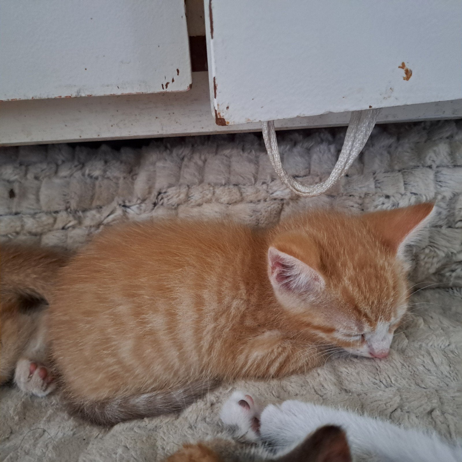 Kittens, Dieren en Toebehoren, Katten en Kittens | Overige Katten