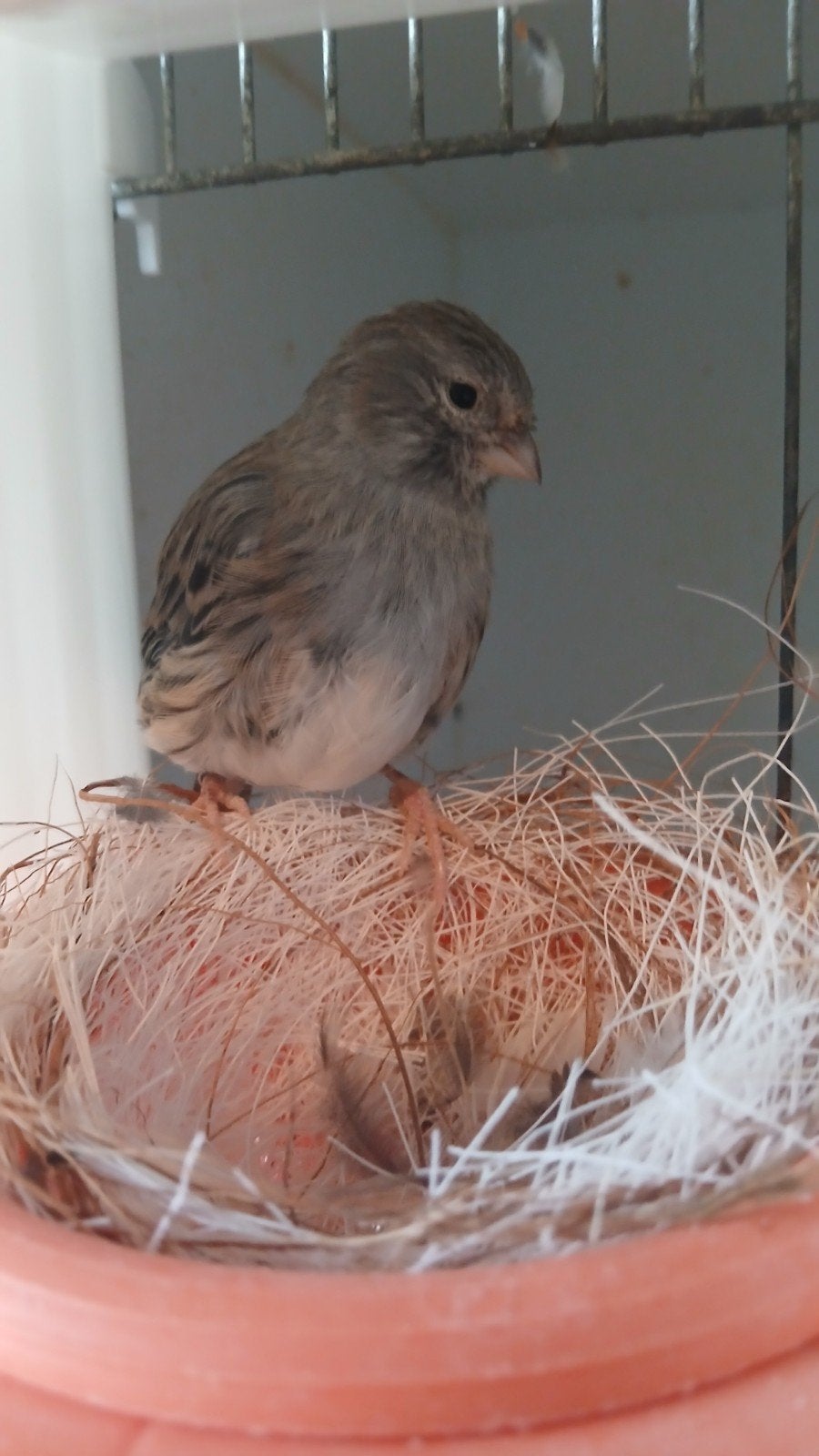 kanarie pop, Dieren en Toebehoren