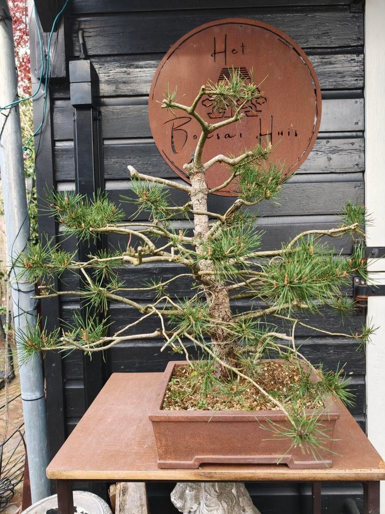 Pinus Sylvestris Bonsai, Tuin en Terras, Bloeit niet, Overige soorten, Minder dan 100 cm, Ophalen