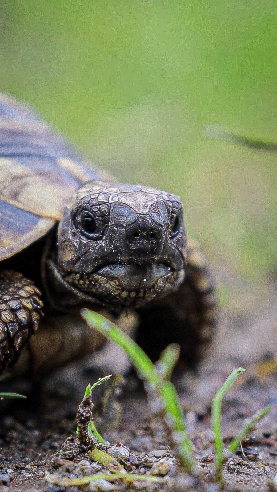 Landschildpad + terrarium gratis, Dieren en Toebehoren, Reptielen en Amfibieën, Schildpad, Met terrarium, 3 tot 6 jaar