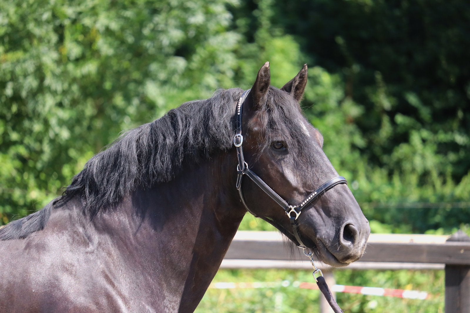 Super knappe 8 jarige Fries x Tinker ruin!, Ruin, E pony (1.48m - 1.57m), 7 tot 10 jaar