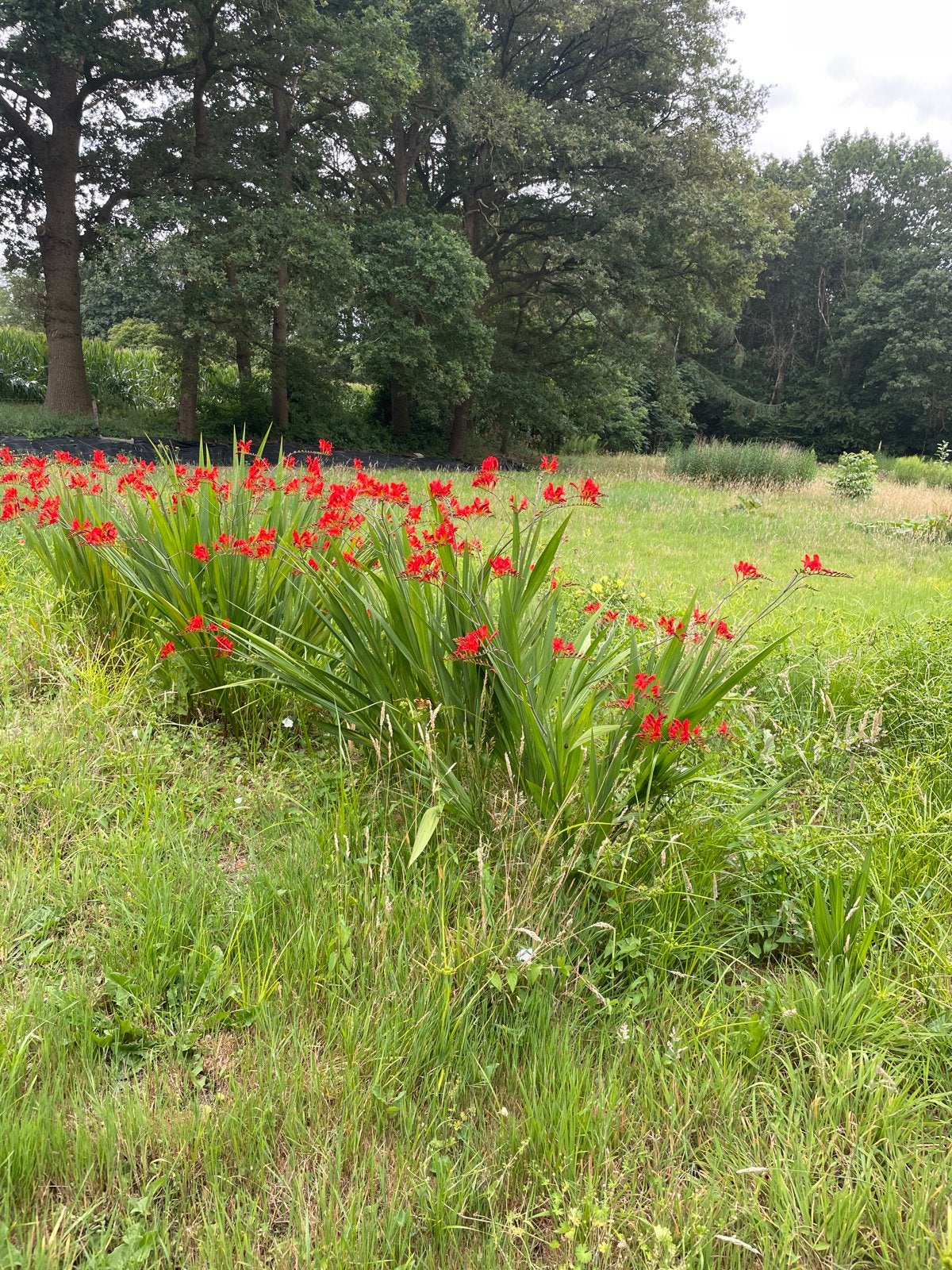 Crocosmia 'Lucifer' - Vurige rode bloemen voor uw tuin, Tuin en Terras, Volle zon, Vaste plant, Zomer, Ophalen