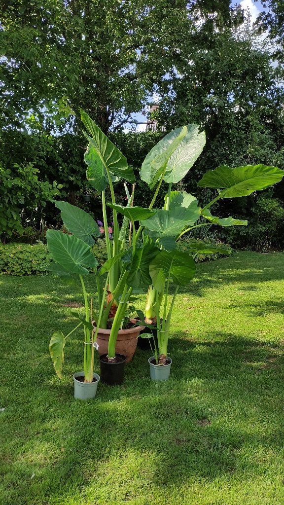 Olifantsoren;  Alocasia macrorrhiza  Nu goedkoper!!, Ophalen, Vaste plant, Overige soorten, Halfschaduw