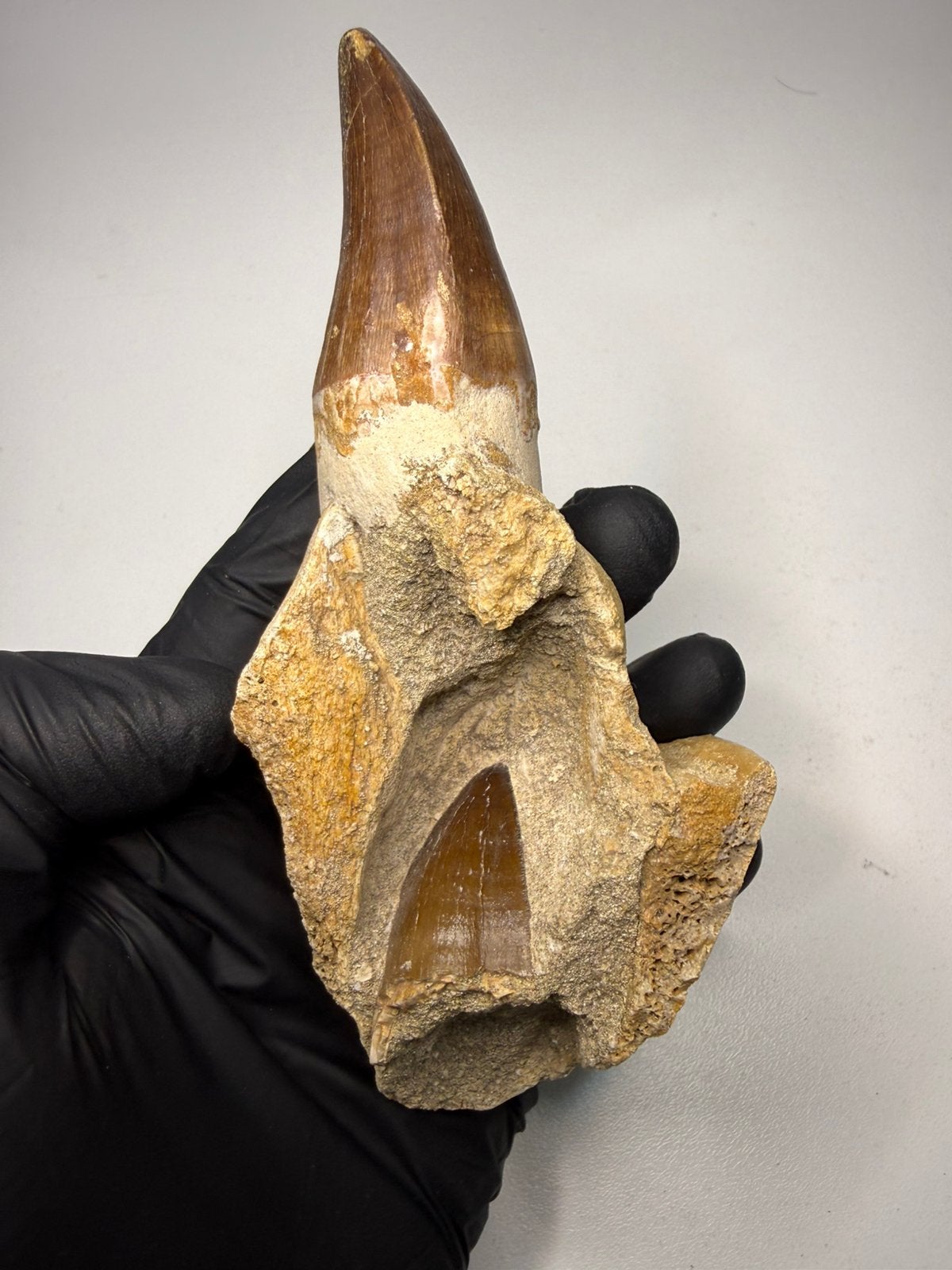 Mosasaurus kaak fragment met 2 tanden - dinosaurus fossiel, Ophalen of Verzenden, Fossiel