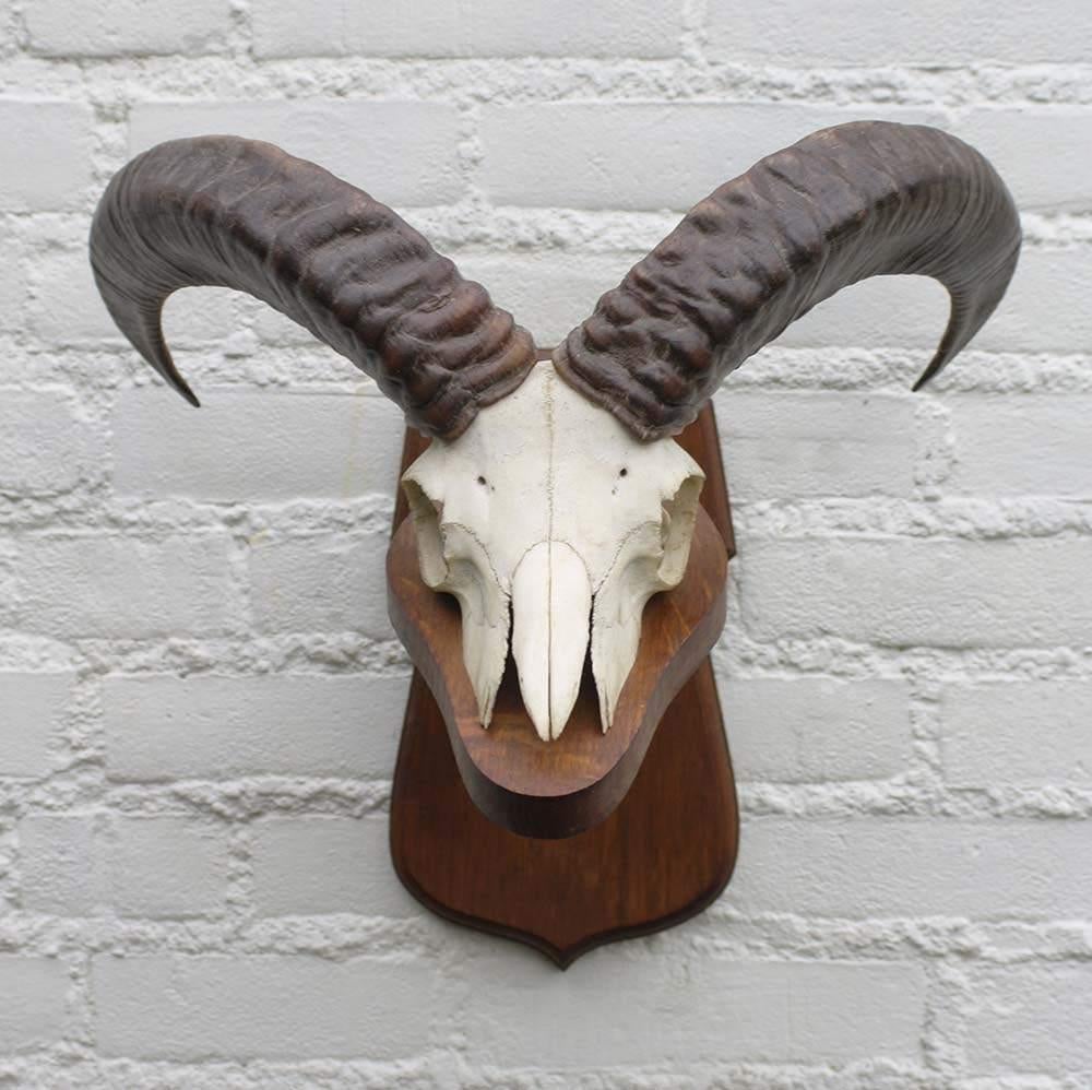 Schedel MOEFLON RAM op solide dubbel houten schild (ref. B), Ophalen of Verzenden, Gebruikt, Wild dier, Schedel