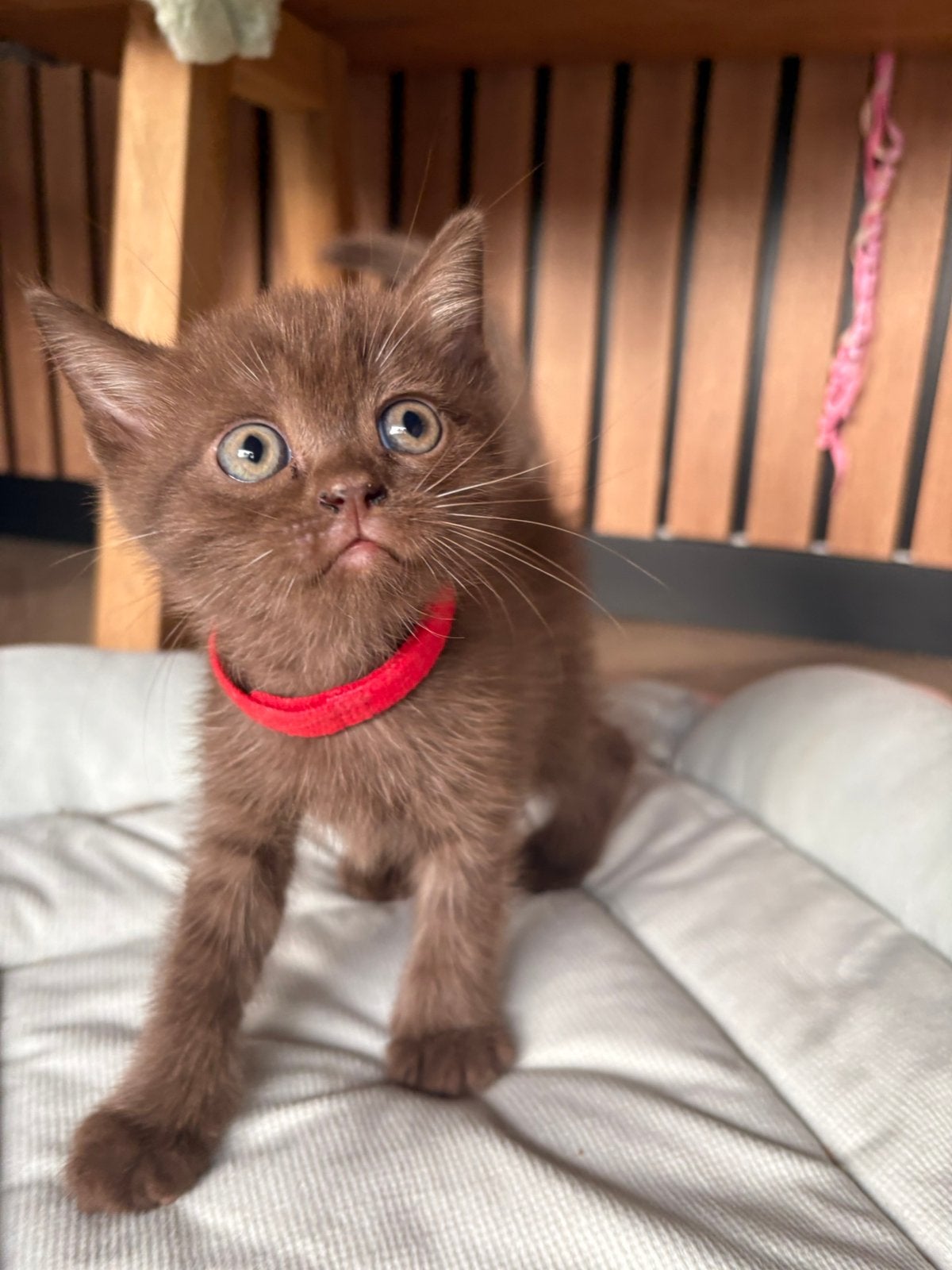 Britse korthaar kitten Choco tabby katertje, Meerdere dieren, Kortharig