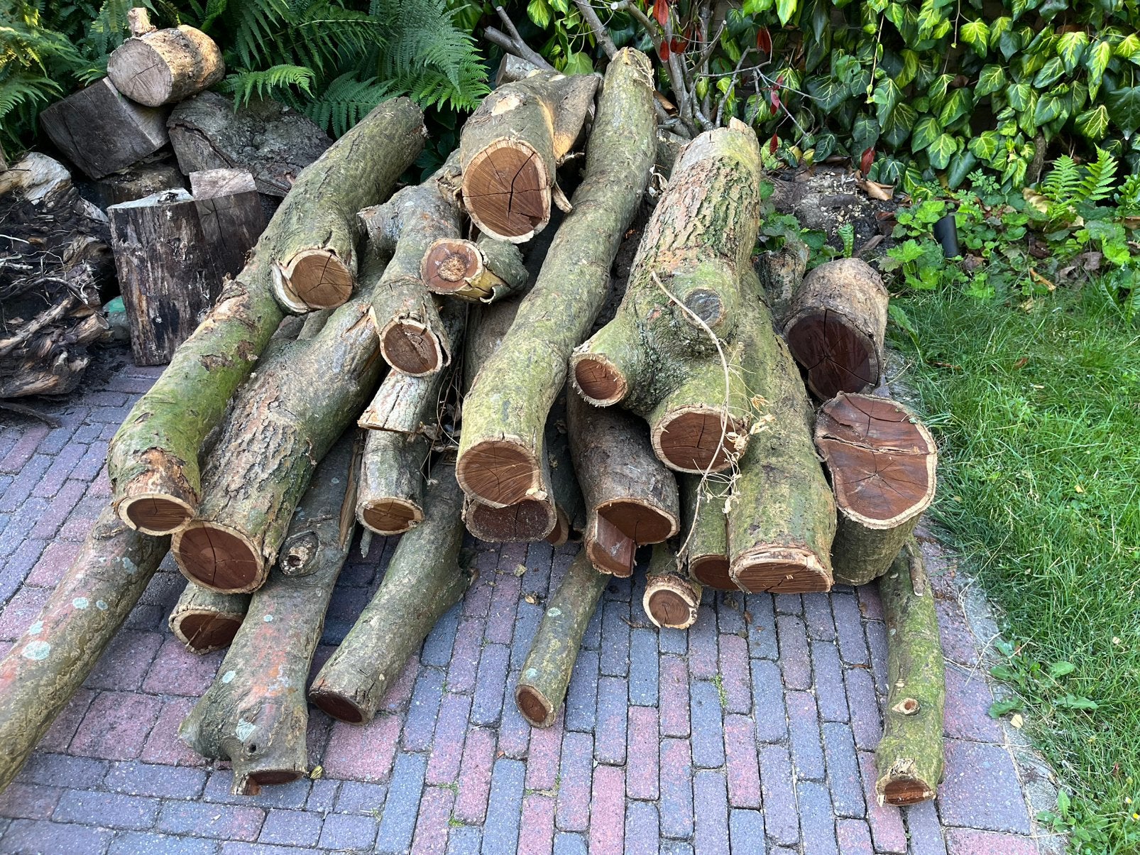 Grote partij gouden regen hout houtdraaier draaihout, Ophalen, Plank, 50 mm of meer, Minder dan 200 cm
