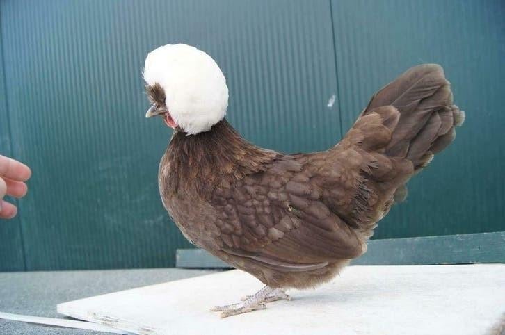 Broedeieren van het oud-Hollandse ras de Kuifhoenkriel., Geslacht onbekend, Kip