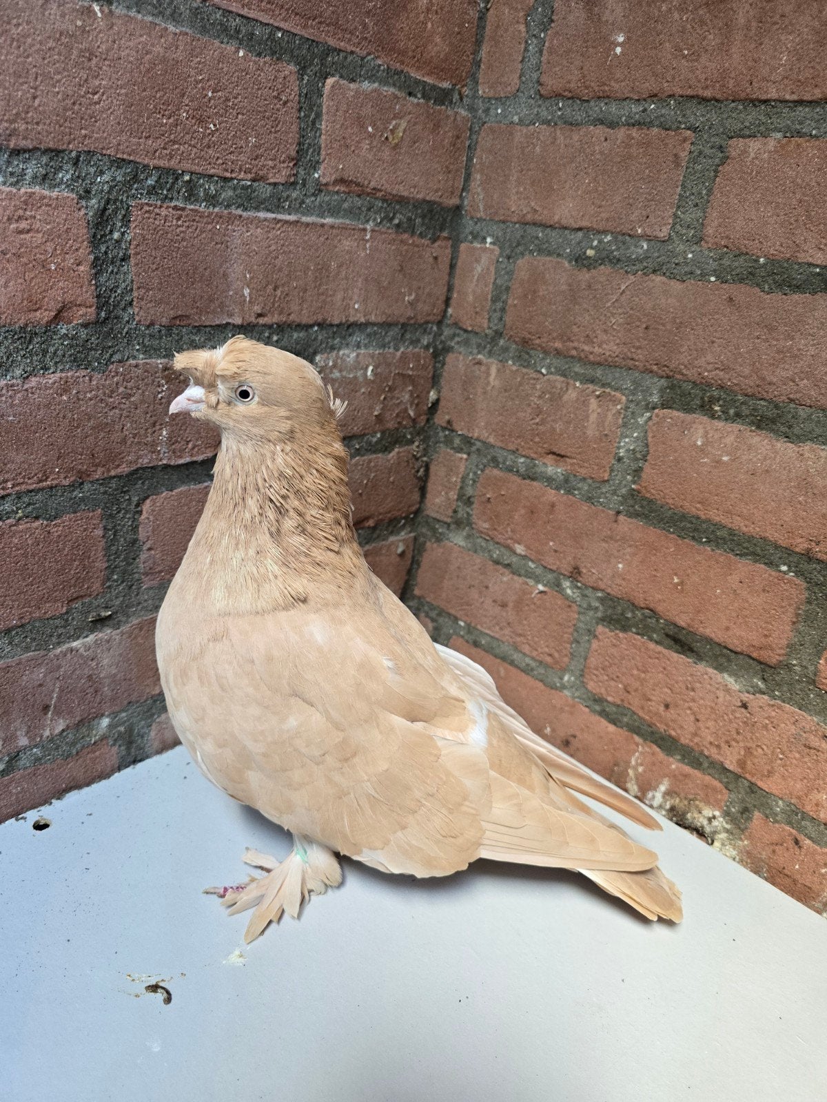 Man!, Dieren en Toebehoren