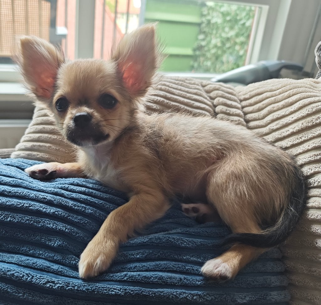 Chihuahua, Dieren en Toebehoren, 15 weken tot 1 jaar, Reu, Eén hond, Chihuahua