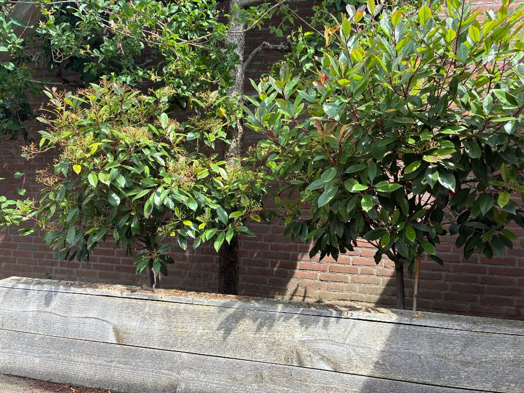 Photinia’s op stam, Ophalen, Halfschaduw, Overige soorten, Lente