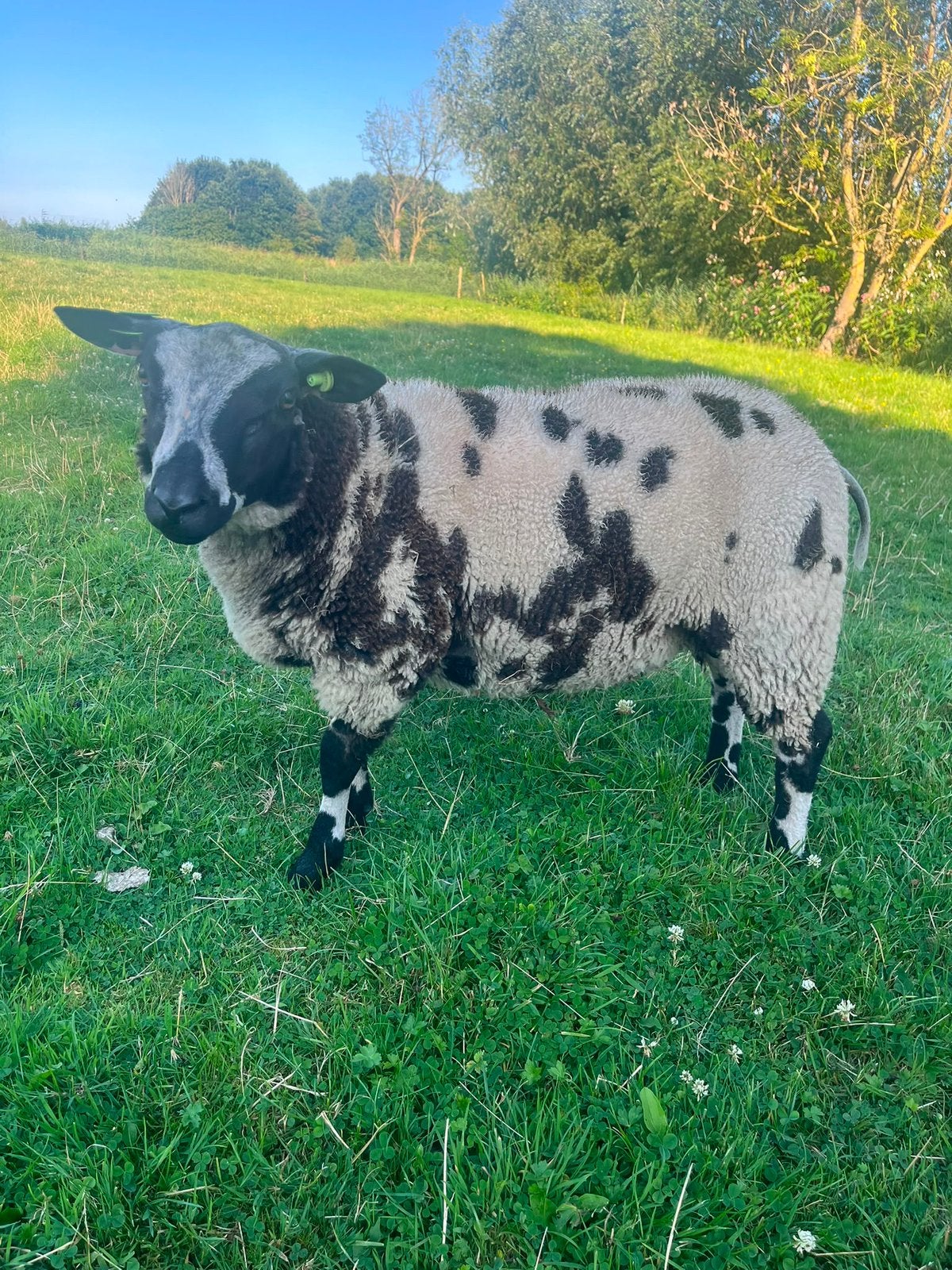 Stamboek bonte ram., Dieren en Toebehoren, Schapen, Geiten en Varkens, Mannelijk, Schaap