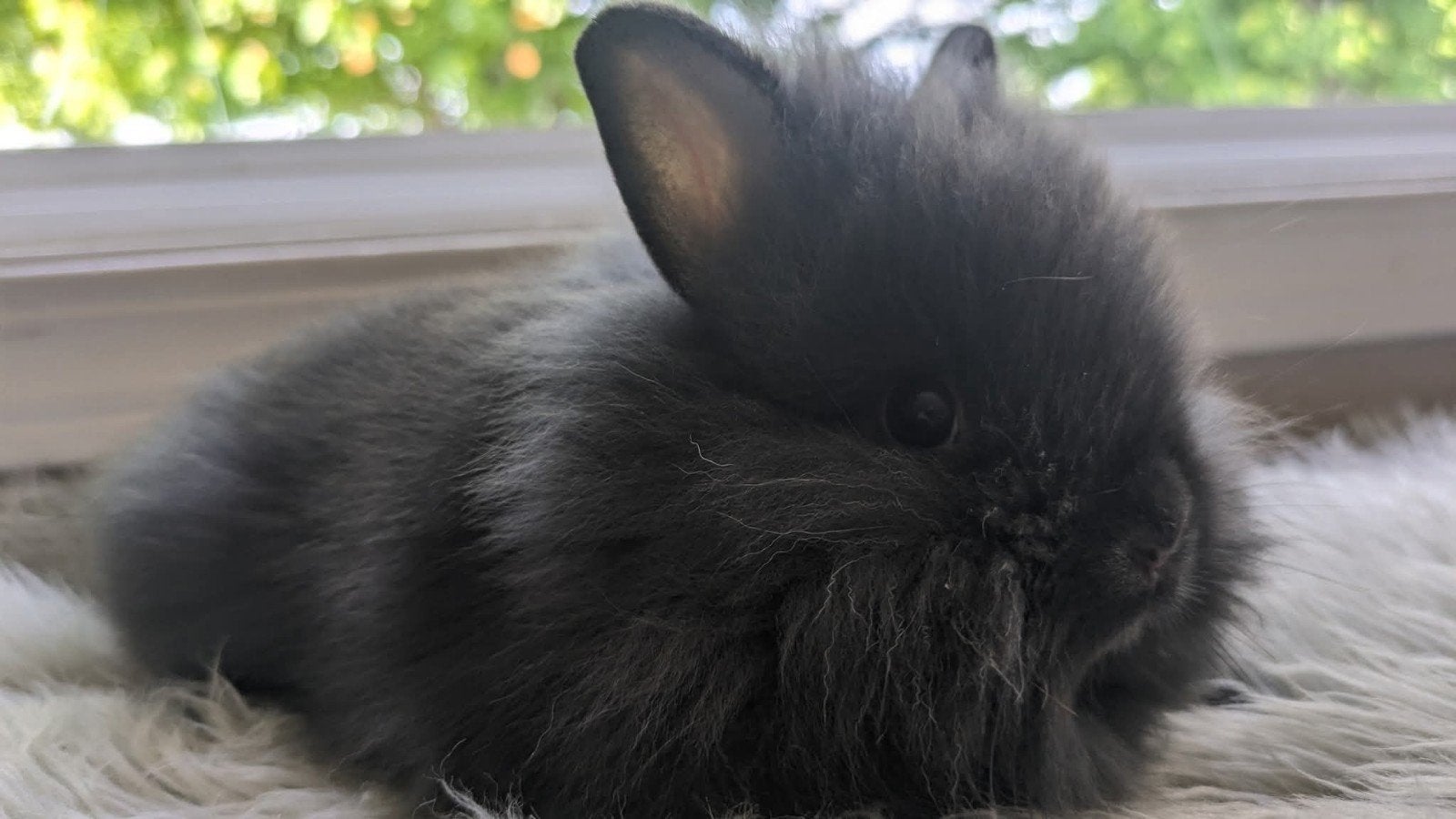 Super leuke langhaar ( lionhead)dwerg konijntjes van 8 weken, Meerdere dieren, Klein, 0 tot 2 jaar