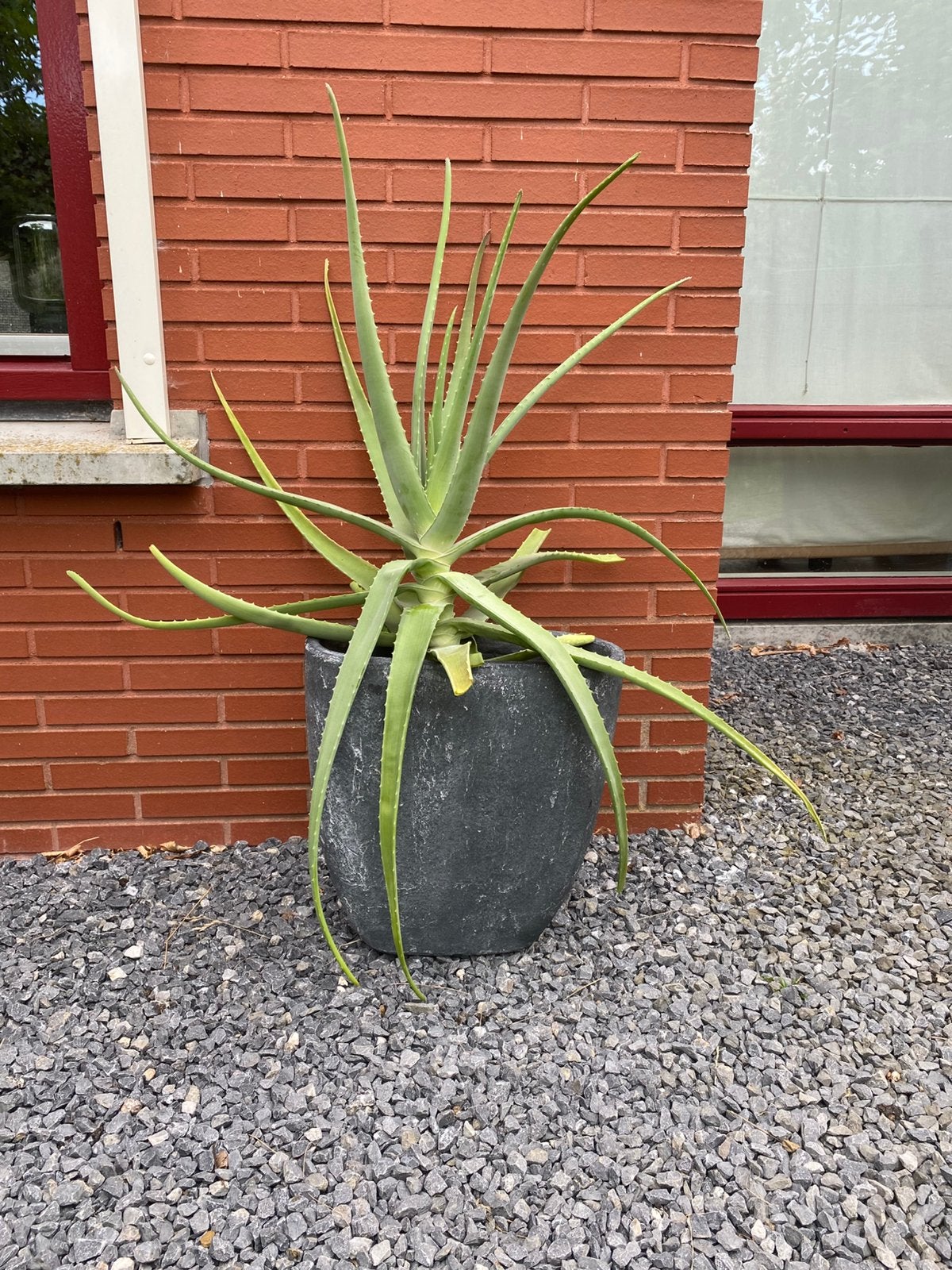 Aloe Vera plant 50 cm, Huis en Inrichting, Kamerplanten, Ophalen, Halfschaduw, Minder dan 100 cm