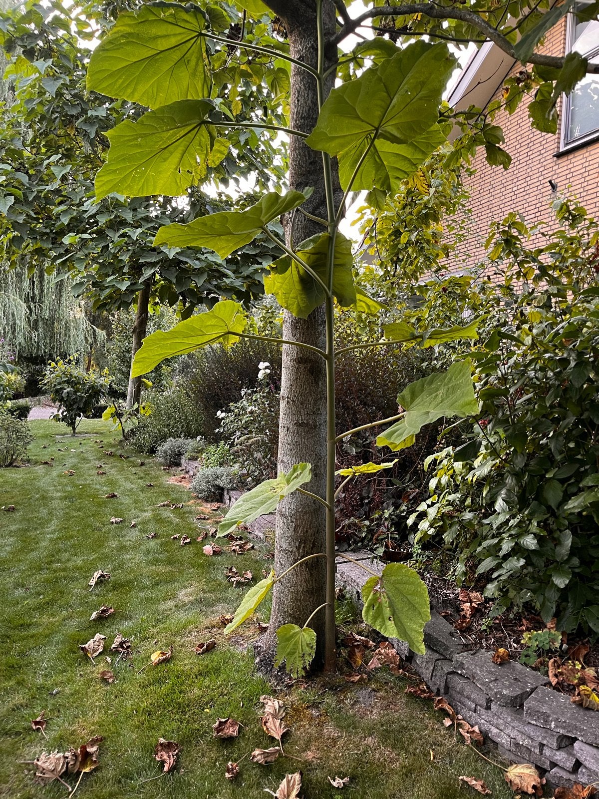 Paulownia boom, Overige soorten, Lente, 400 cm of meer, Ophalen