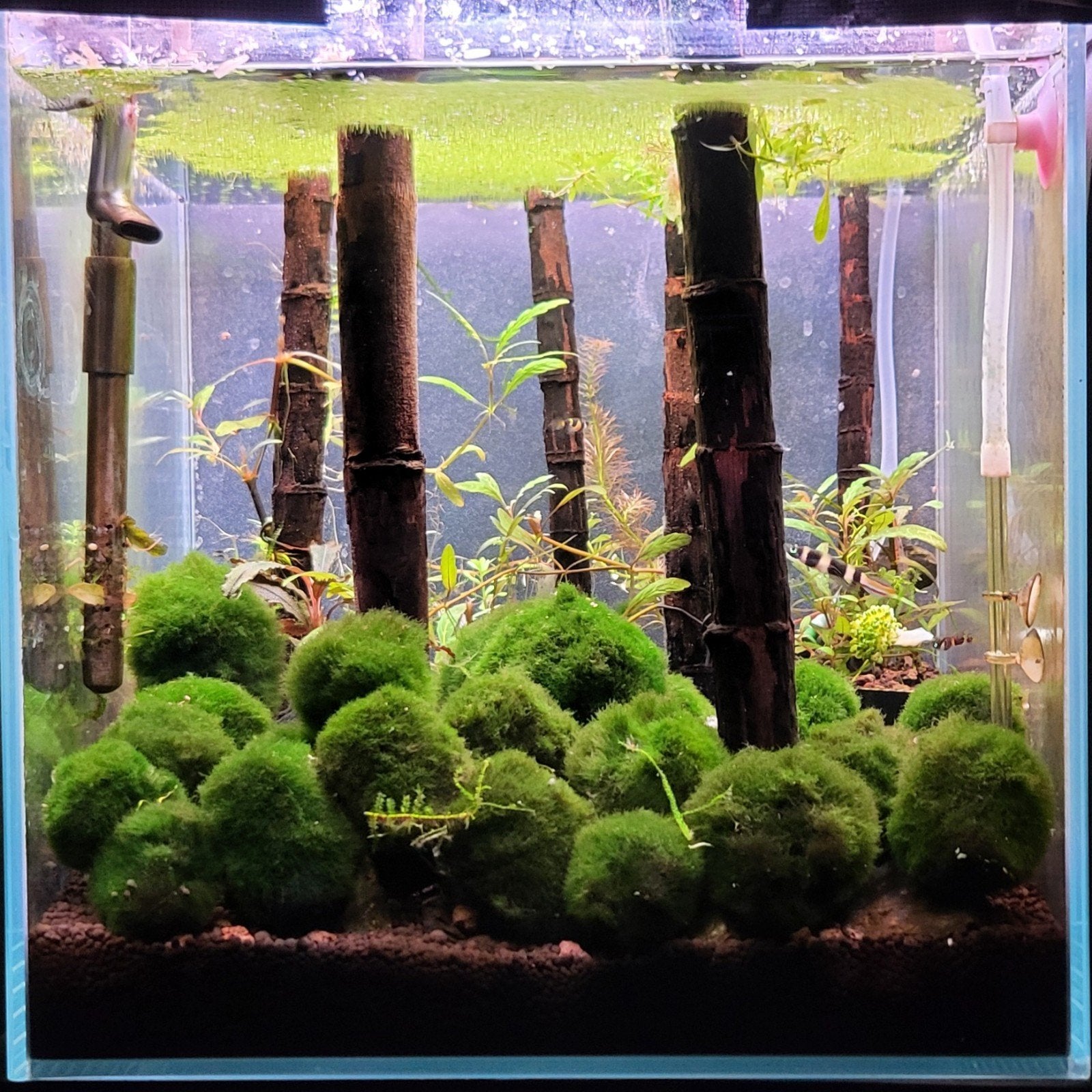 nano aquarium ada 30c met twinstar s3 dimbaar, Ophalen, Overige merken, Inclusief vissen, Gevuld zoetwateraquarium