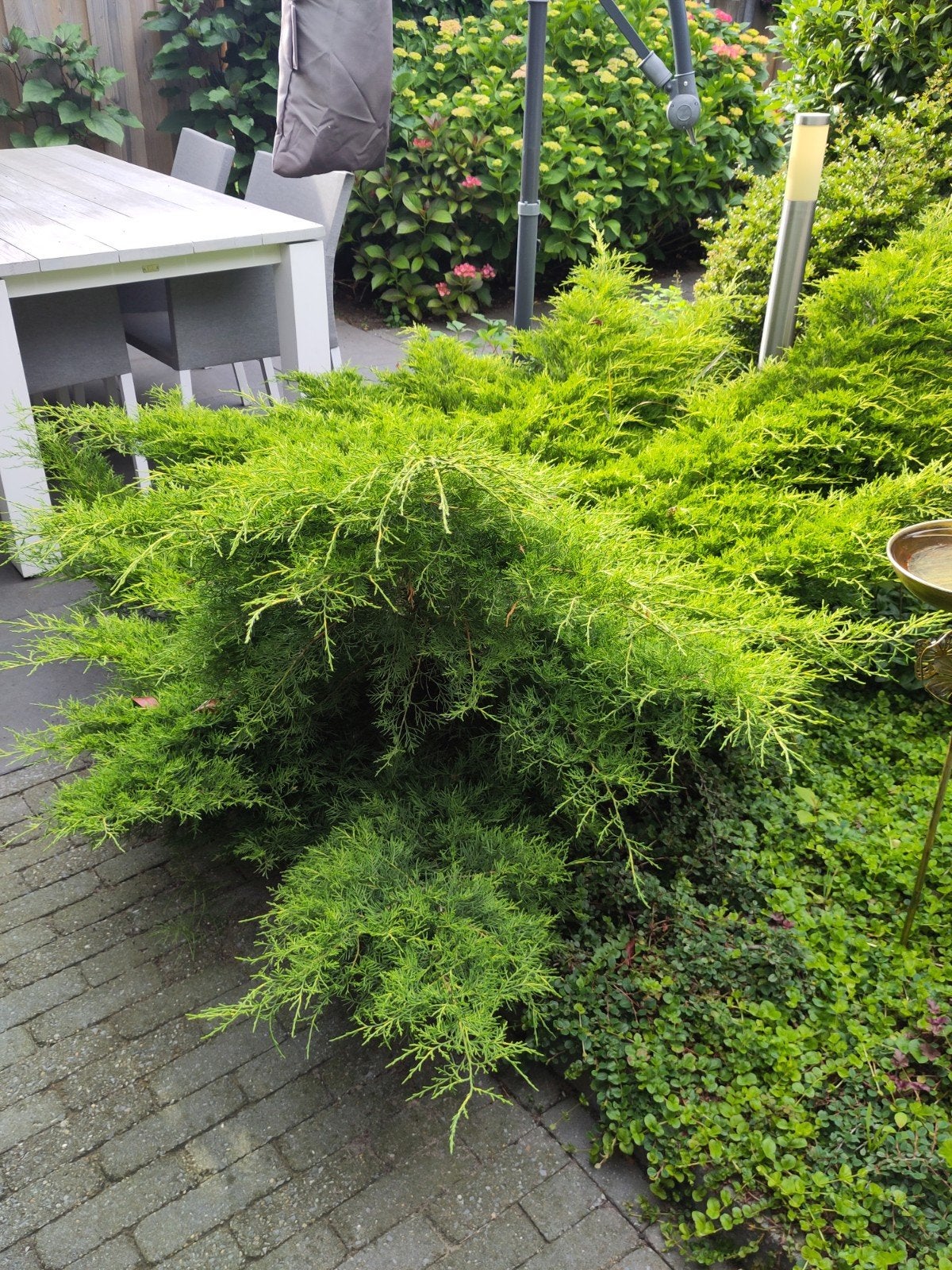 Lage conifeer, Overige soorten, Volle zon, Vaste plant, Ophalen of Verzenden