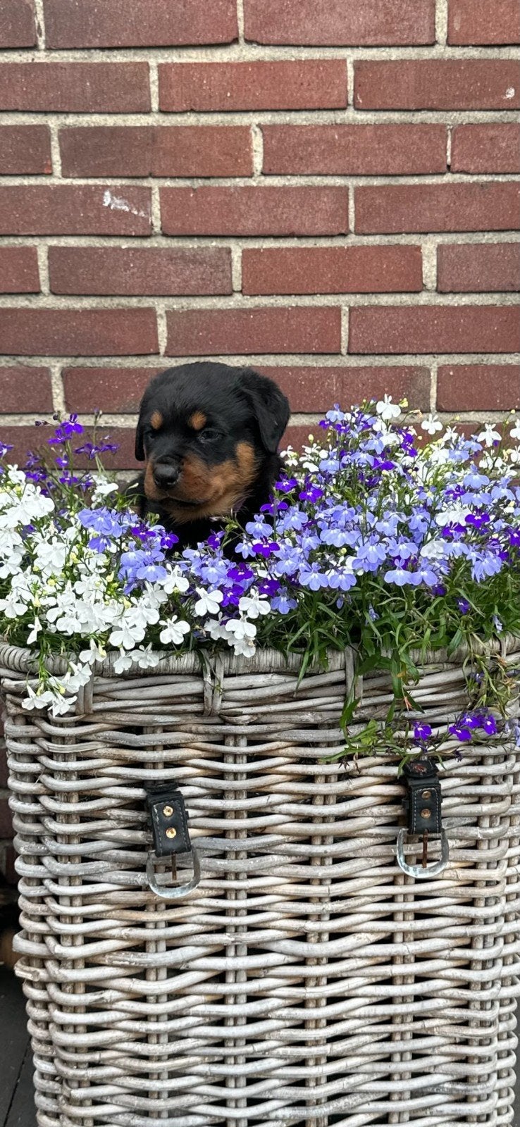 Mooie Rottweiler pups, Dieren en Toebehoren, 8 tot 15 weken, Groot, Meerdere, Meerdere dieren
