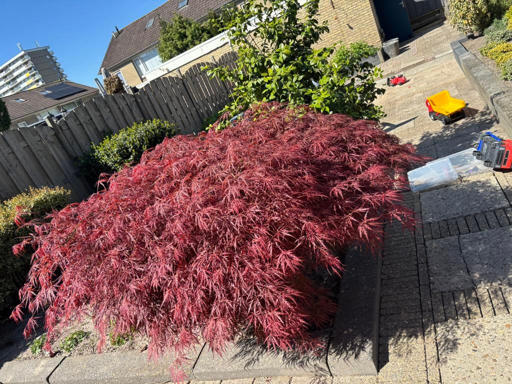 Prachtige Japanse Esdoorn tekoop, Tuin en Terras, Planten | Tuinplanten, Ophalen, Bloeit niet, Overige soorten, Halfschaduw