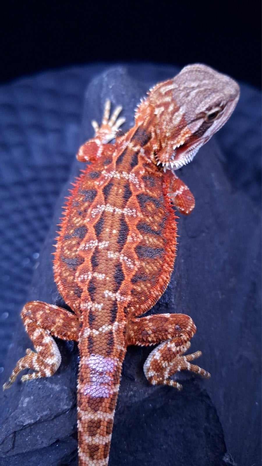 50% Red Monster Extreme Blue Tiger Baardagaam Vrouw, Hagedis, 0 tot 2 jaar