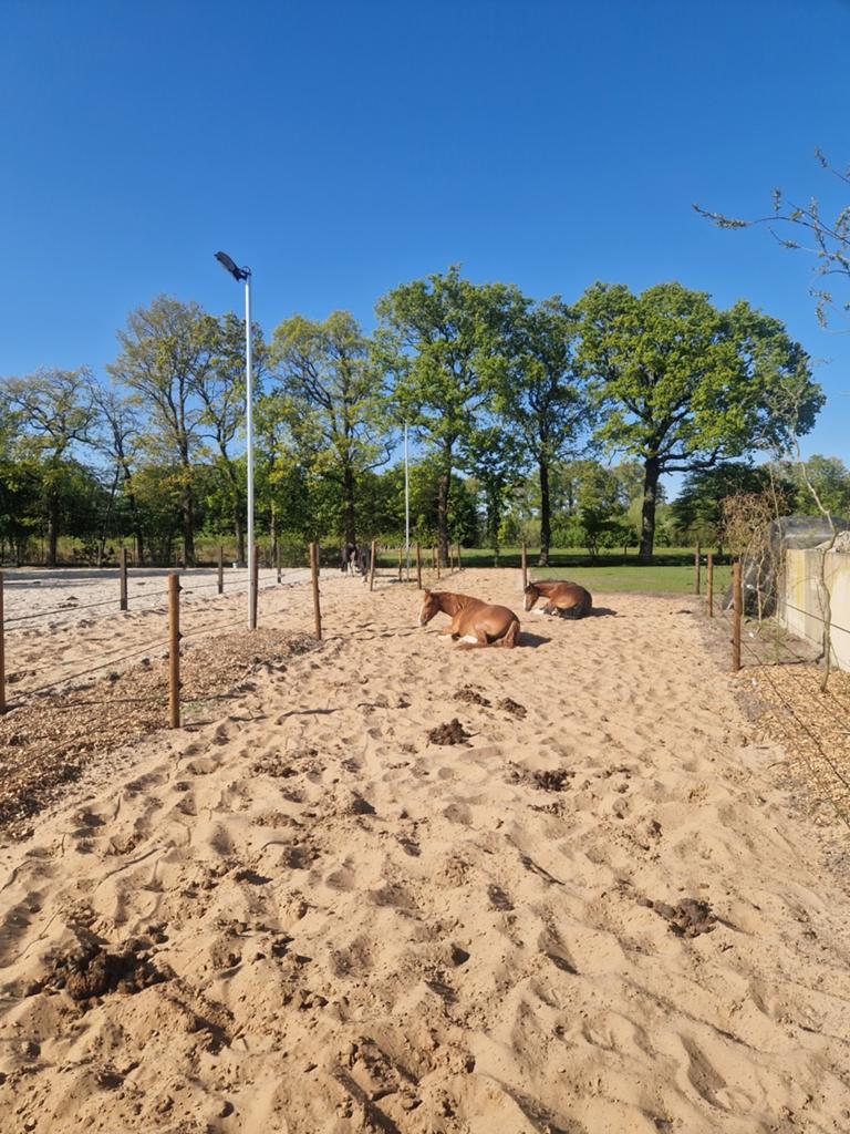 Plek voor 1 of 2 merries op paddock paradise, Weidegang, 2 of 3 paarden of pony's