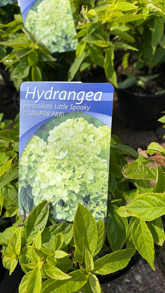 Pluimhortensia,annabell, eikenblad hortensia limelight, Ophalen, Hortensia, Minder dan 100 cm