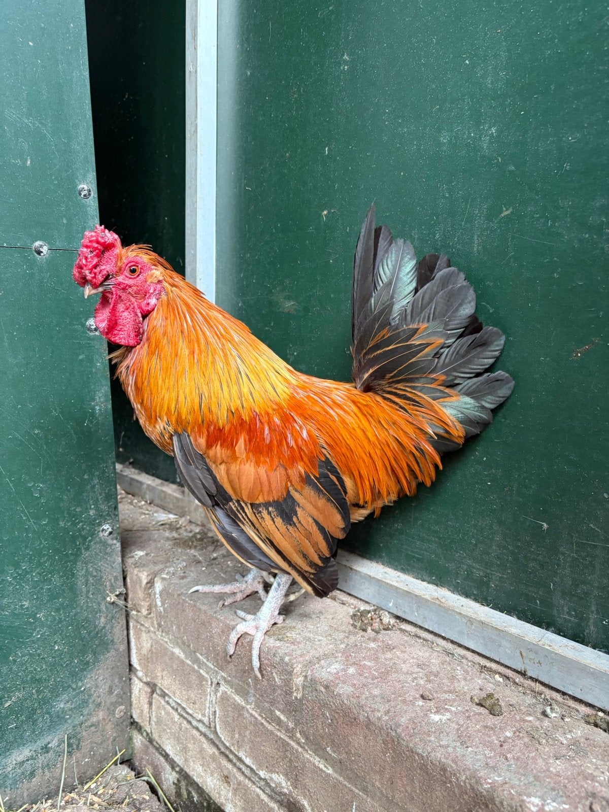 Kuifje, tamme krielhaan, Dieren en Toebehoren, Pluimvee, Kip, Mannelijk