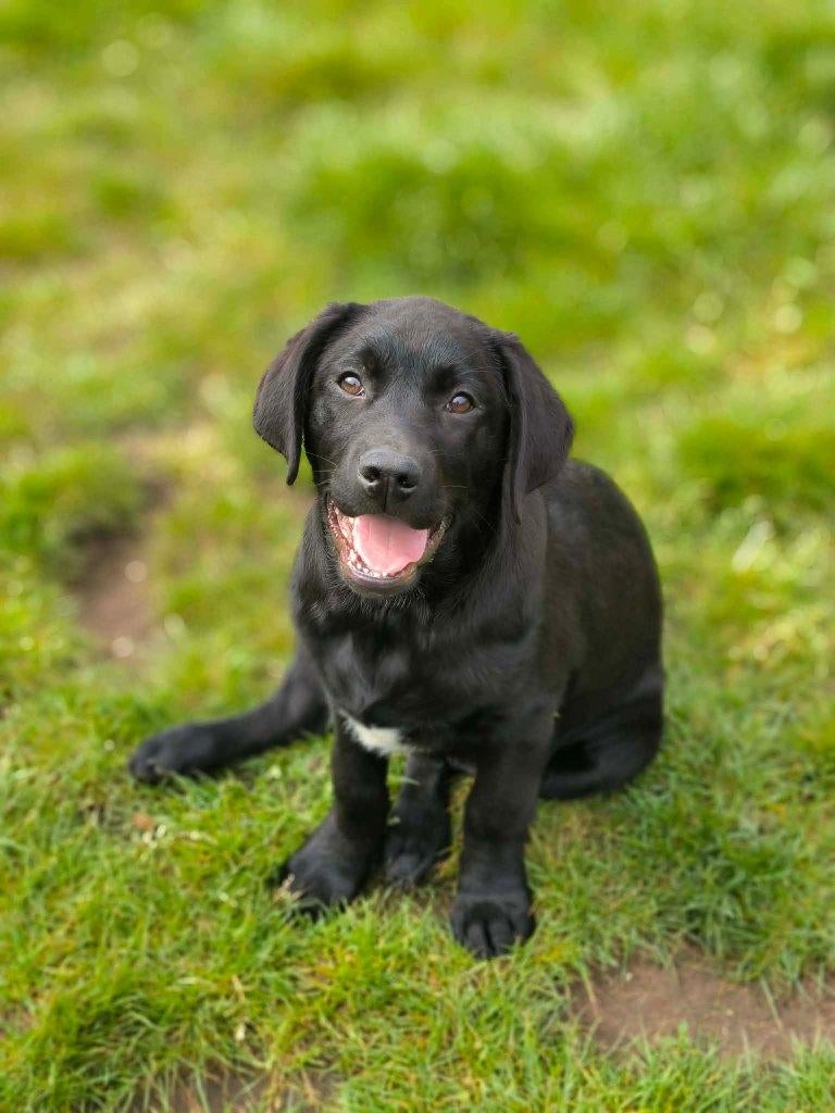 Prachtige labrador pupjes zoeken baasje!!, Parvo, België, 15 weken tot 1 jaar, Labrador retriever