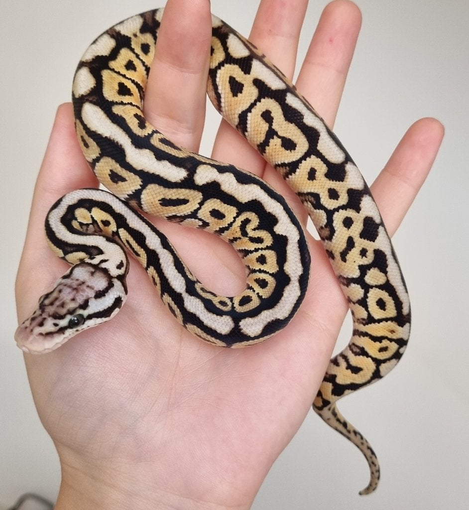 0.1 special spotnose pastel het clown koningspython Ball Python - female for sale from Snakesnballoons