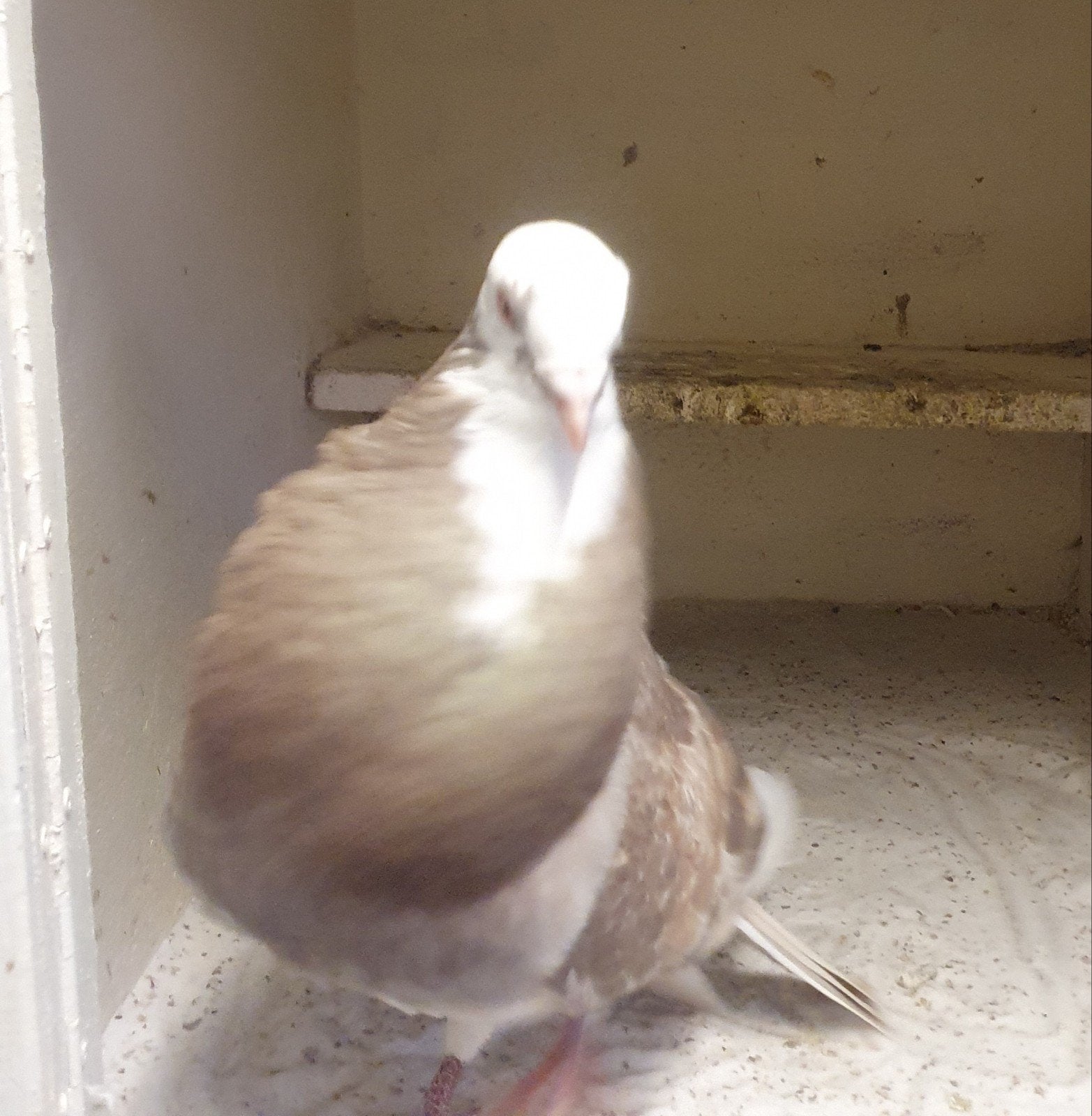 Mooie doffer., Dieren en Toebehoren, Mannelijk, Kropper