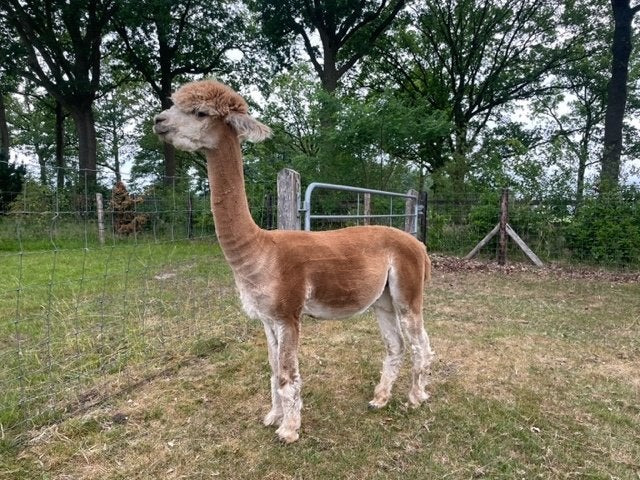 Alpaca dekhengst Aquanto, Mei, Mannelijk