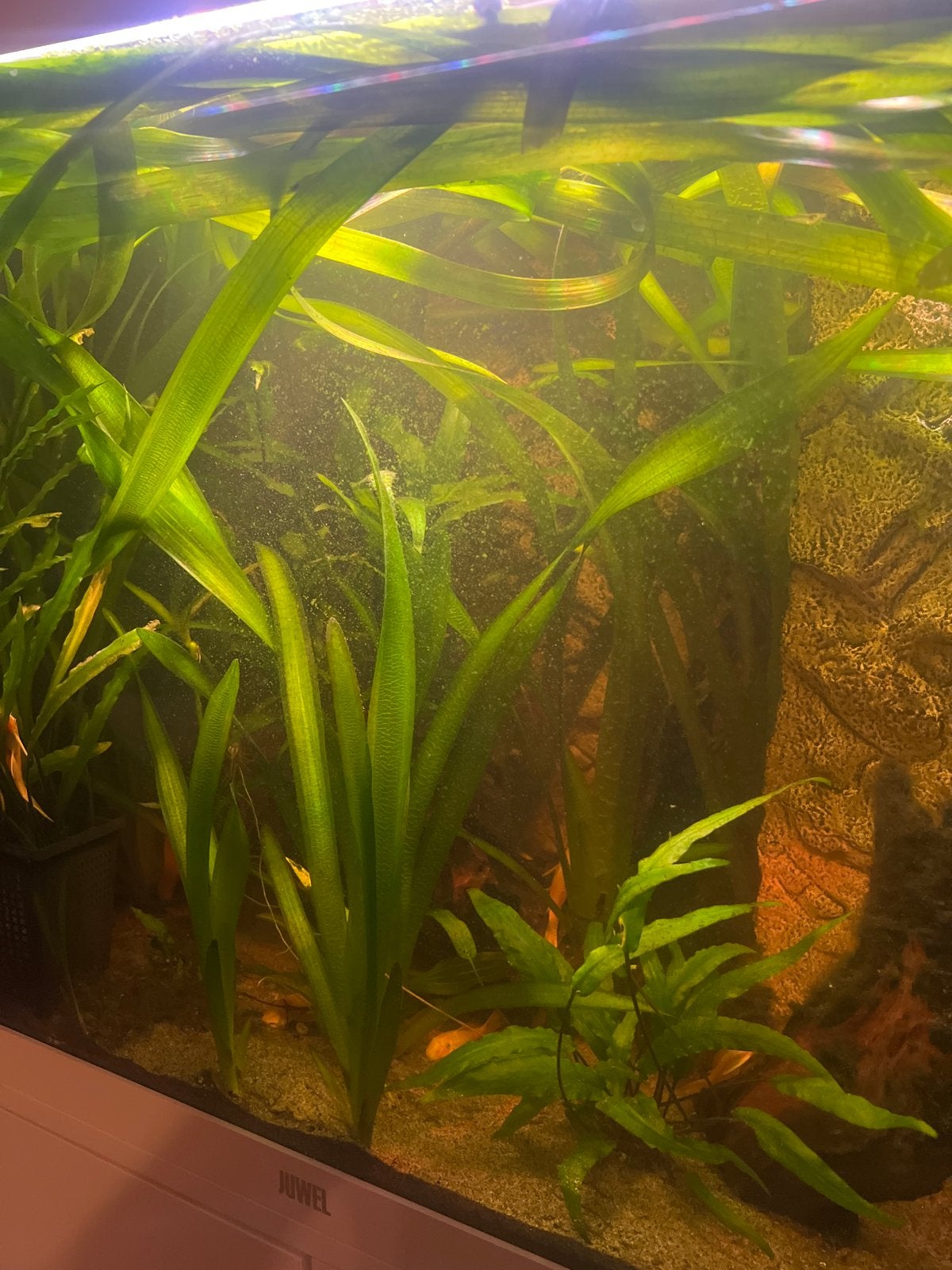Vallisneria giganthea, Ophalen of Verzenden, Plant(en), Steen of Hout