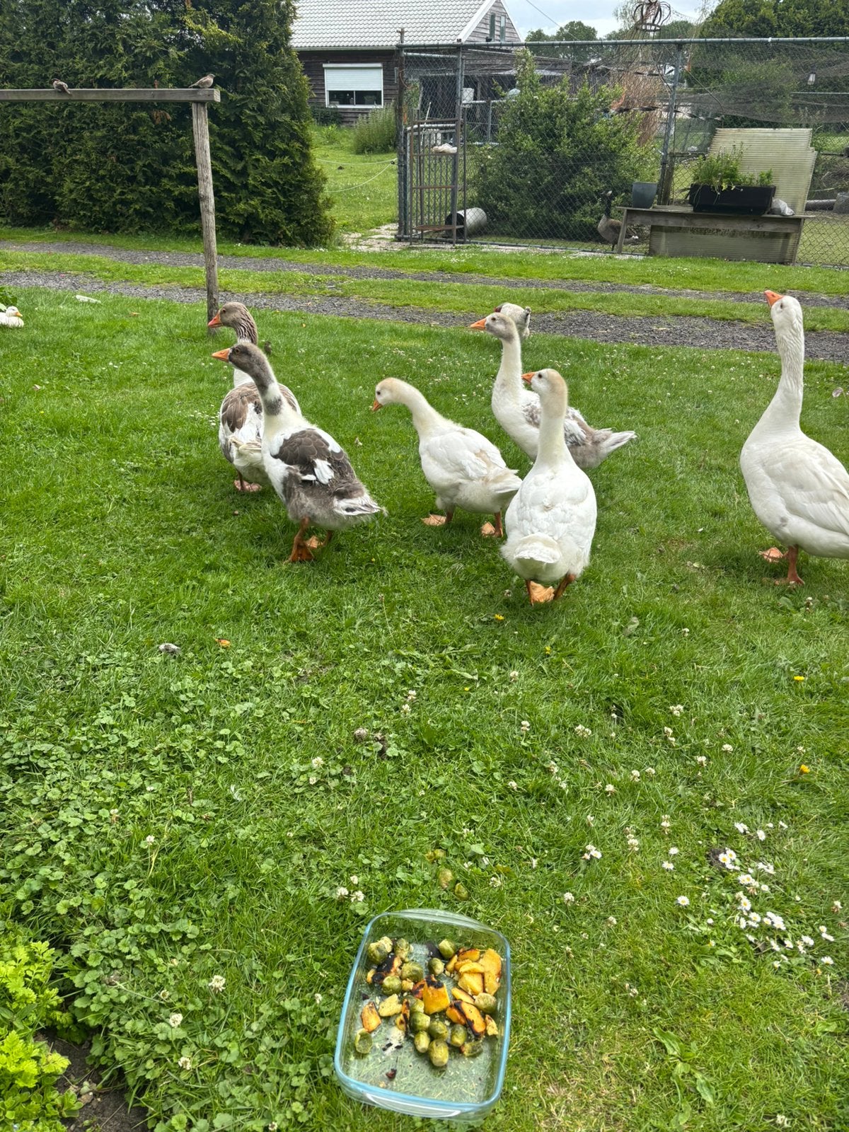Te koop: Boeren ganzen, Dieren en Toebehoren, Pluimvee, Meerdere dieren, Gans of Zwaan