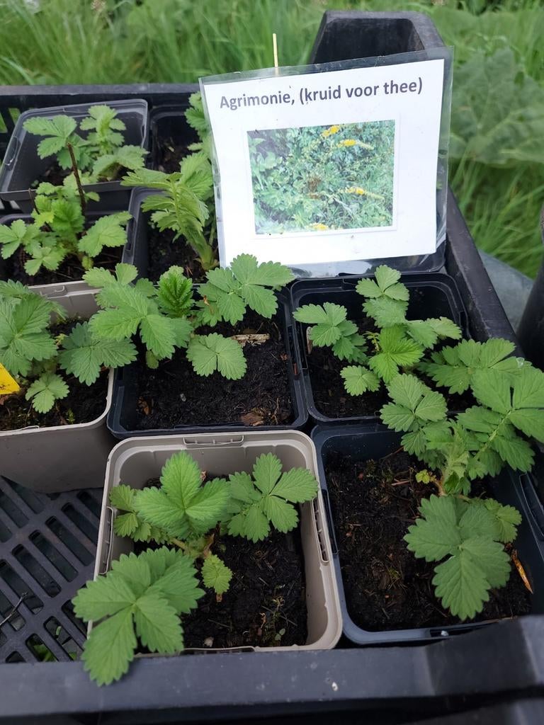 Agrimonie, Ophalen, Overige soorten, Volle zon