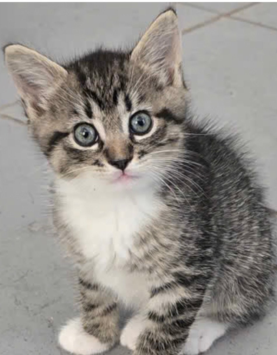 Gezocht: kitten van 8 weken, Kater