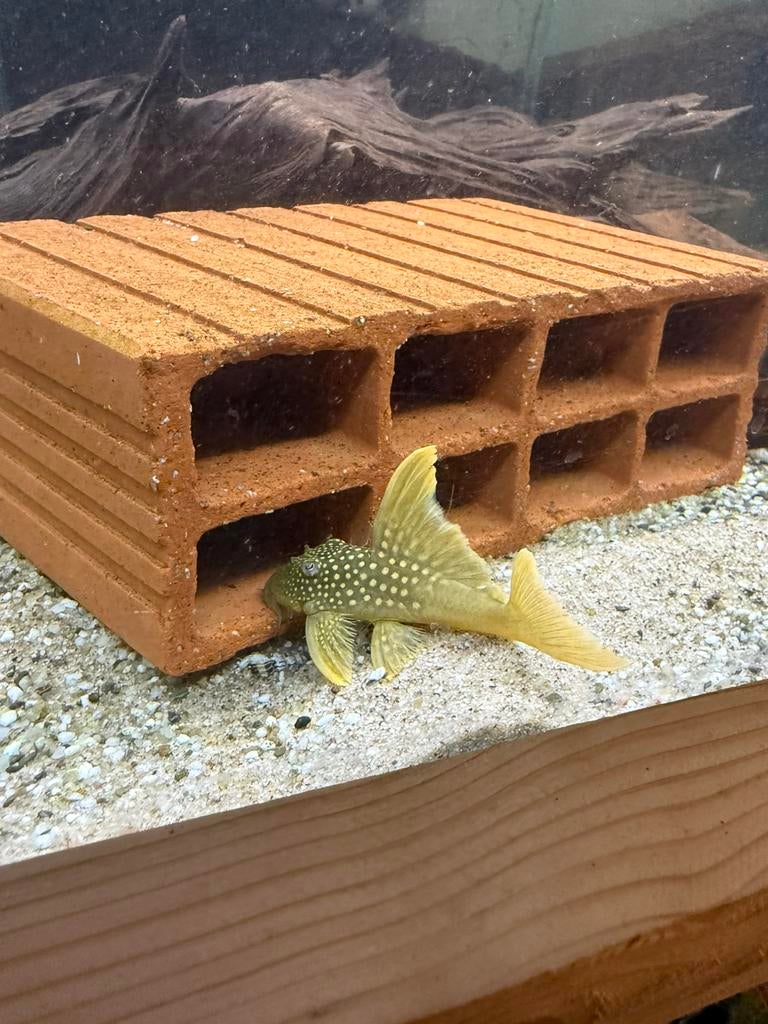 Loricariidae lijst 11-04-2026, Dieren en Toebehoren, Vissen | Aquariumvissen, Vis, Zoetwatervis