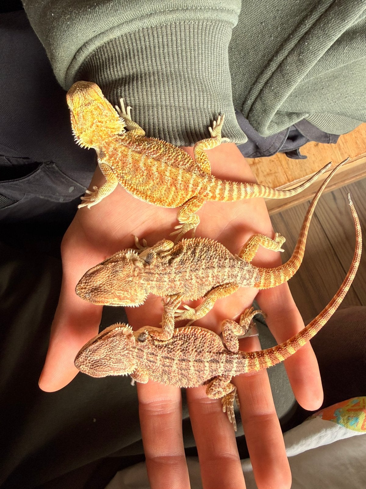 Baardagaam ( Pagona Vitticeps ) Bearded Dragon photo 2