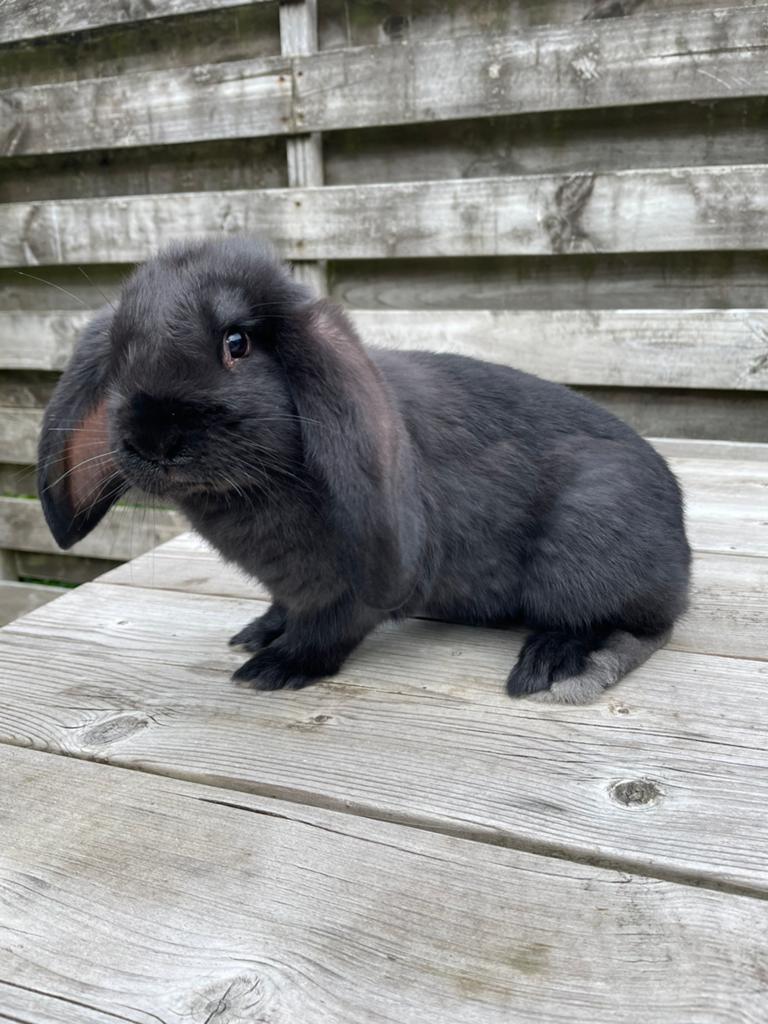 Fransehangoor, Dieren en Toebehoren, Konijnen, Mannelijk, Groot, 0 tot 2 jaar